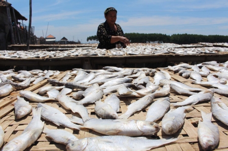 Produksi Ikan Asin - Kecamatan Lekok