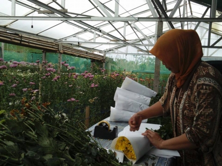 Kebun Krissan Greenhouse - Kecamatan Tutur