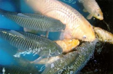 Budidaya Ikan Air Tawar - Kecamatan Grati