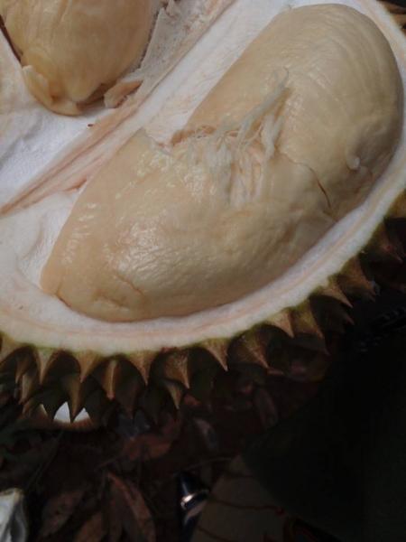 Durian Kasrmin - Kecamatan Lumbang