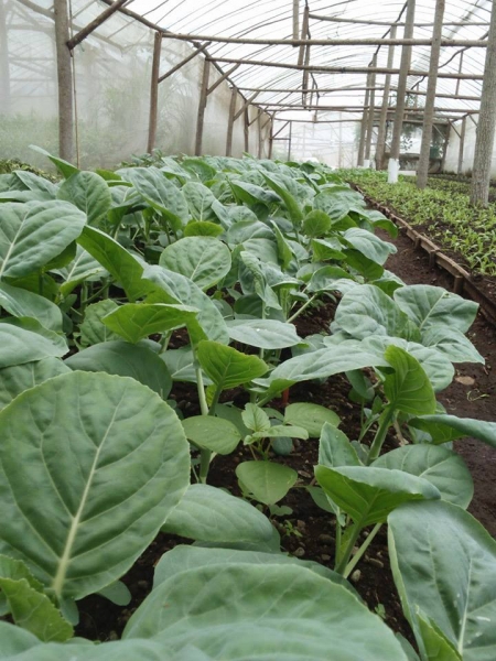 Kebun Sayur Organik Greenhouse - Kecamatan Prigen