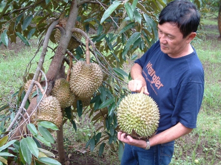 Petik Durian Masak Pohon